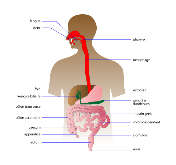 description du système digestif humain 